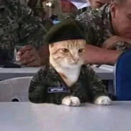 Captain Kitty