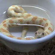 Snakez_Rule