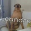 Cachorro leandro