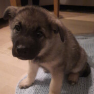 NooxyTheRustKid@bandit