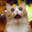 Catbitt
