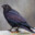 birdmoment