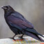 birdmoment