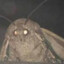 moth