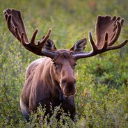 Moose