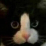 几巴猫先拉个凤梨