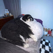 Mlodyglowa CSGOSKINS.COM