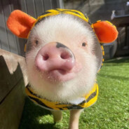 扣p大魔王马嘉祺