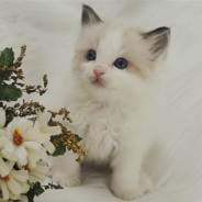 今天你缝娃娃了吗