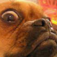 doggoⱭ͞ ̶͞ ̶͞ ﻝﮞ