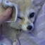 i believe in fox supremacy.