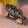 Frog Friend