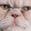 OpenBookTest &gt;:3