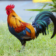 не гей а пидор