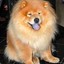 chowchow|hellcase.com