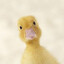 УТКА's avatar