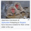 Macaques, Jigokudani Hotspring