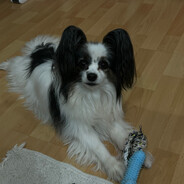 Windows 12 - steam id 76561199682801437