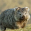 CombatWombat