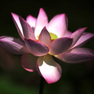 战狼中队狙击手冷锋