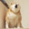 scooch