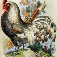 Illustrated Cock