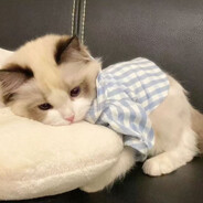 郁金香没哥阴金香