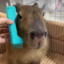 Capybara Pronto