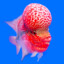 Flowerhorn