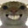 Primal ROAR