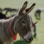 Donkey