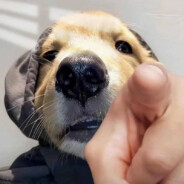 翻斗花园大耳朵图图