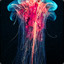 Jellyfish123456