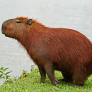 Capivara