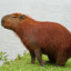 Capivara