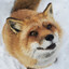 Finnegan Fox (real)