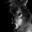 Shadowolf-