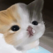 不会纯理