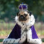 Lord Pug