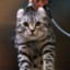 meow lol