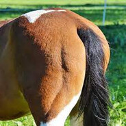 pierdzipach skins.army