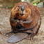 Eaton Beaver