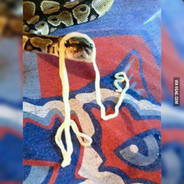 😂|T.N.R| to meter snek😂