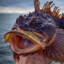 Not Fish
