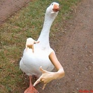 Гусь's avatar