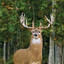 Chief Sage Deer Story
