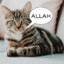 CAT SAY ALLAH (OPTİONAL)