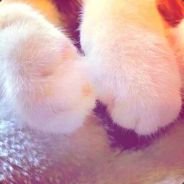 很急，很关键。