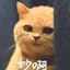 小蔡小蔡 菠菜贱卖