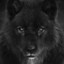 Black Wolf